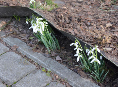 Przebiśniegi